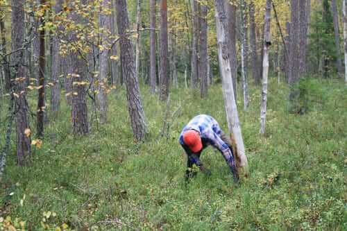 Kusinen hjälper till att ta ner ett gammalt dött träd som skymmer för skjutgatorna vid älgpasset