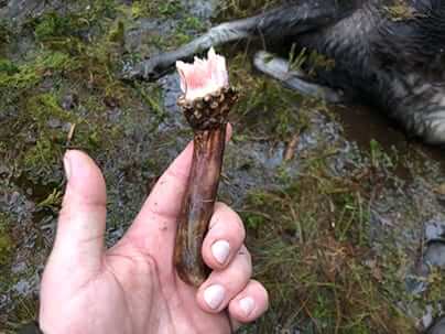 Ett älghorn som har ramlat av älgen under fallet den föll innan den dog