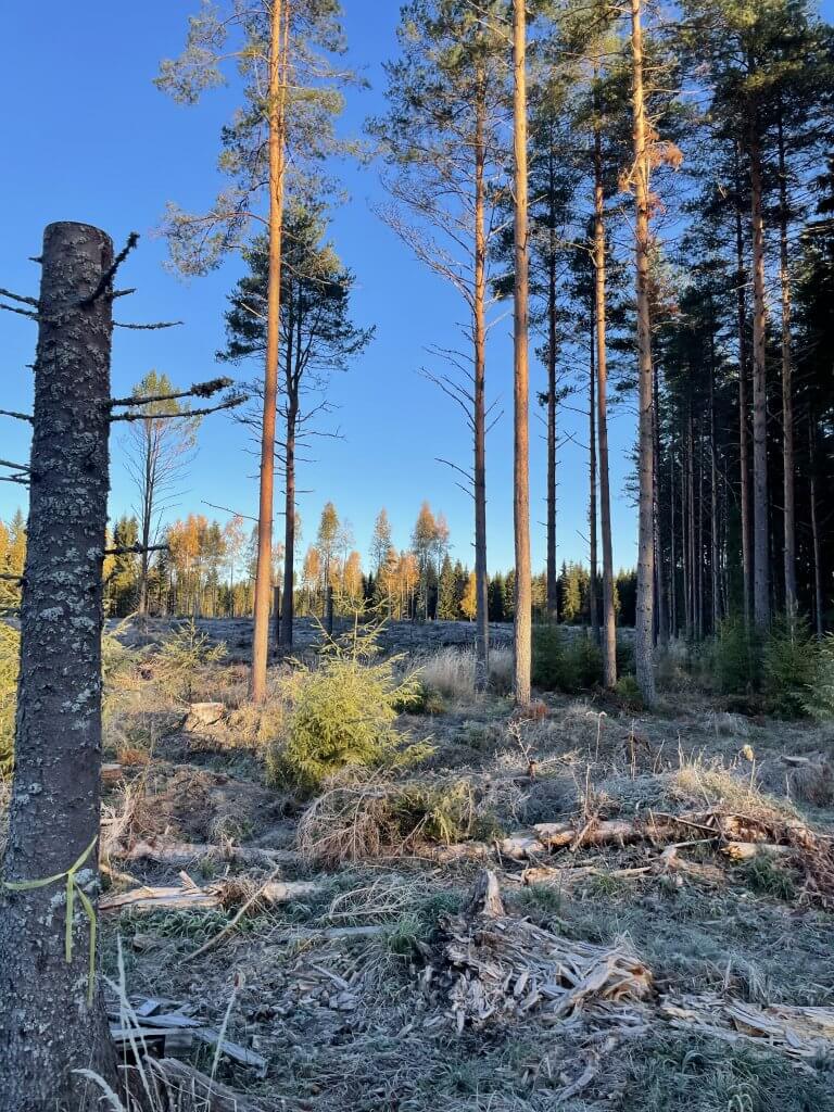 En fin dag i älgskogen