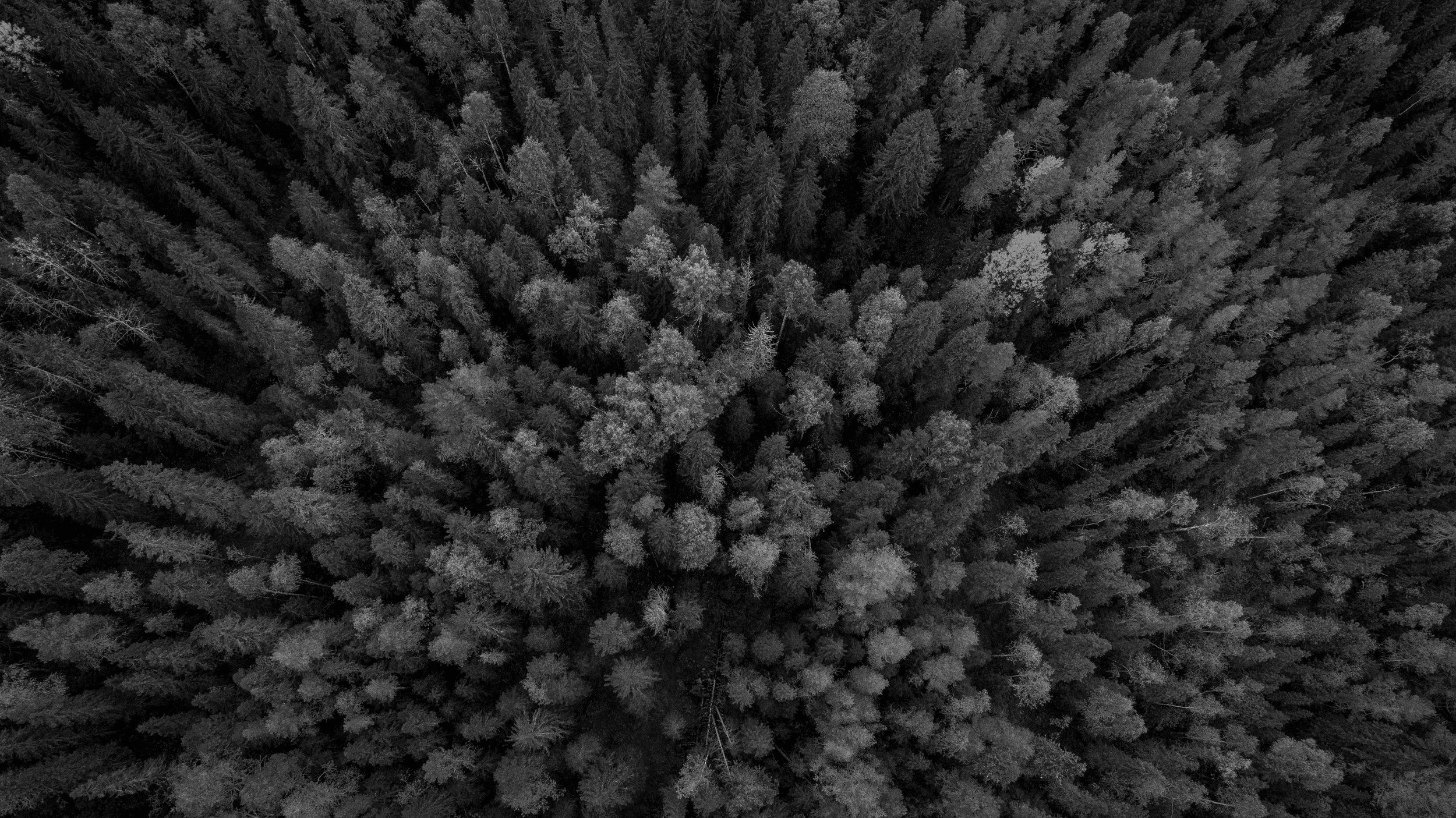 svartvit bild på skog